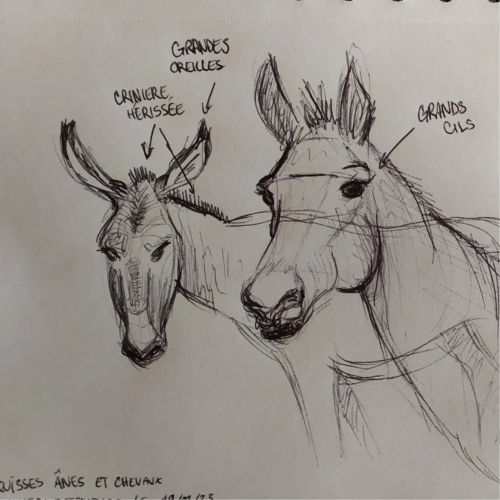 Ânes