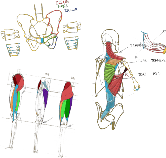 Portraits anatomie