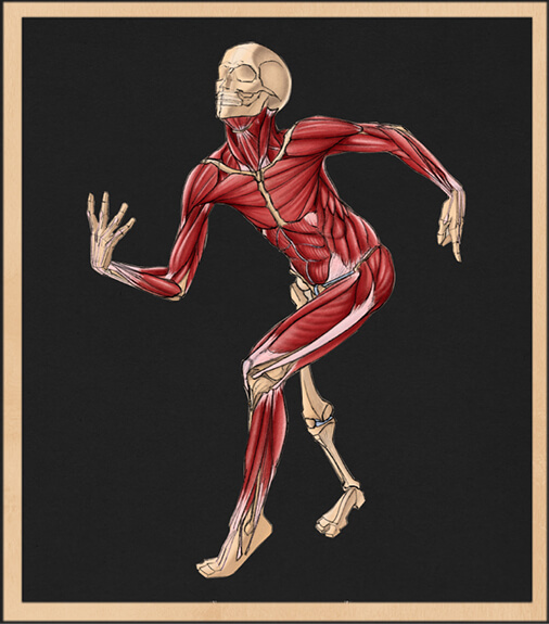 Personnage anatomie