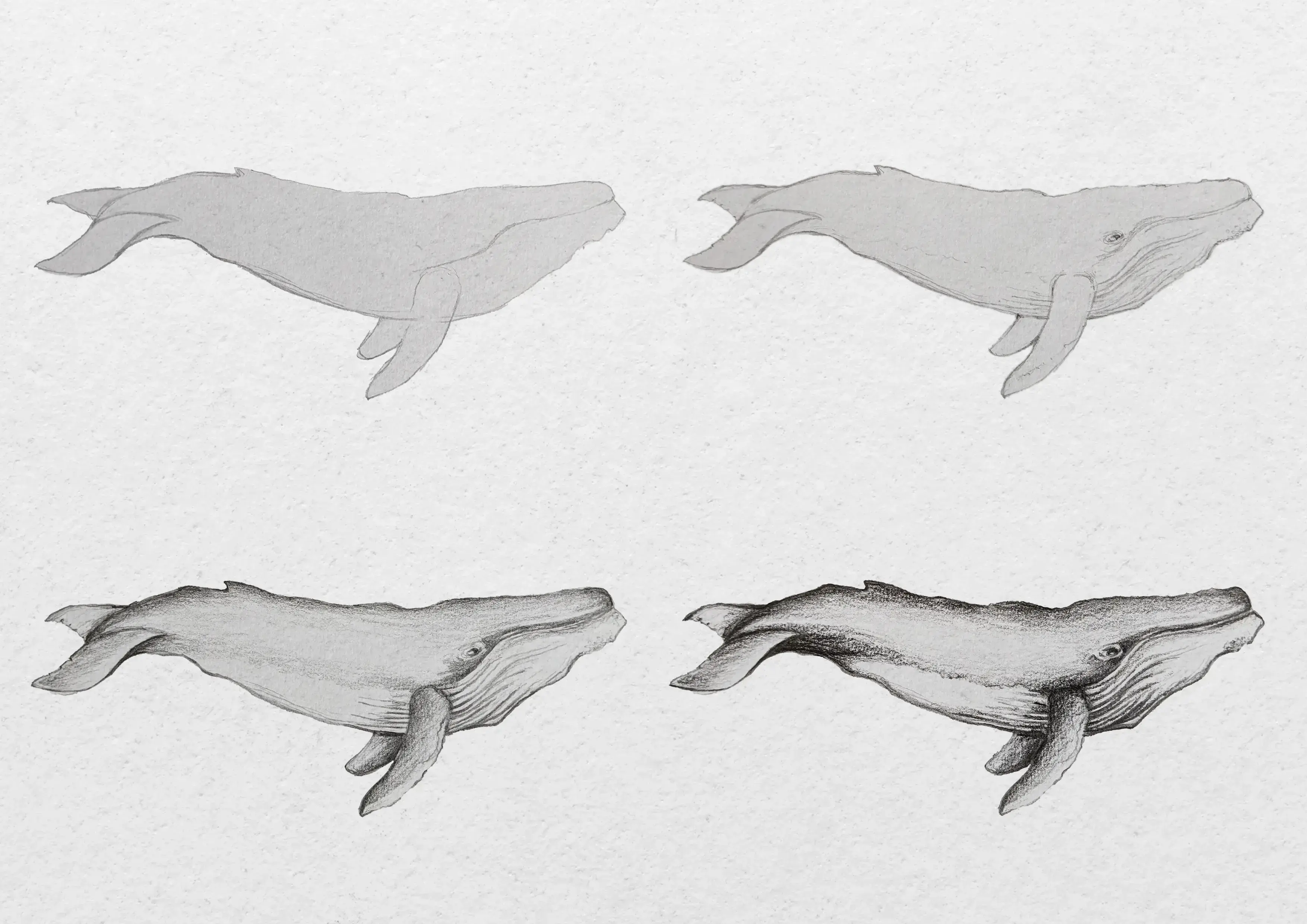 dessiner une baleine par étapes