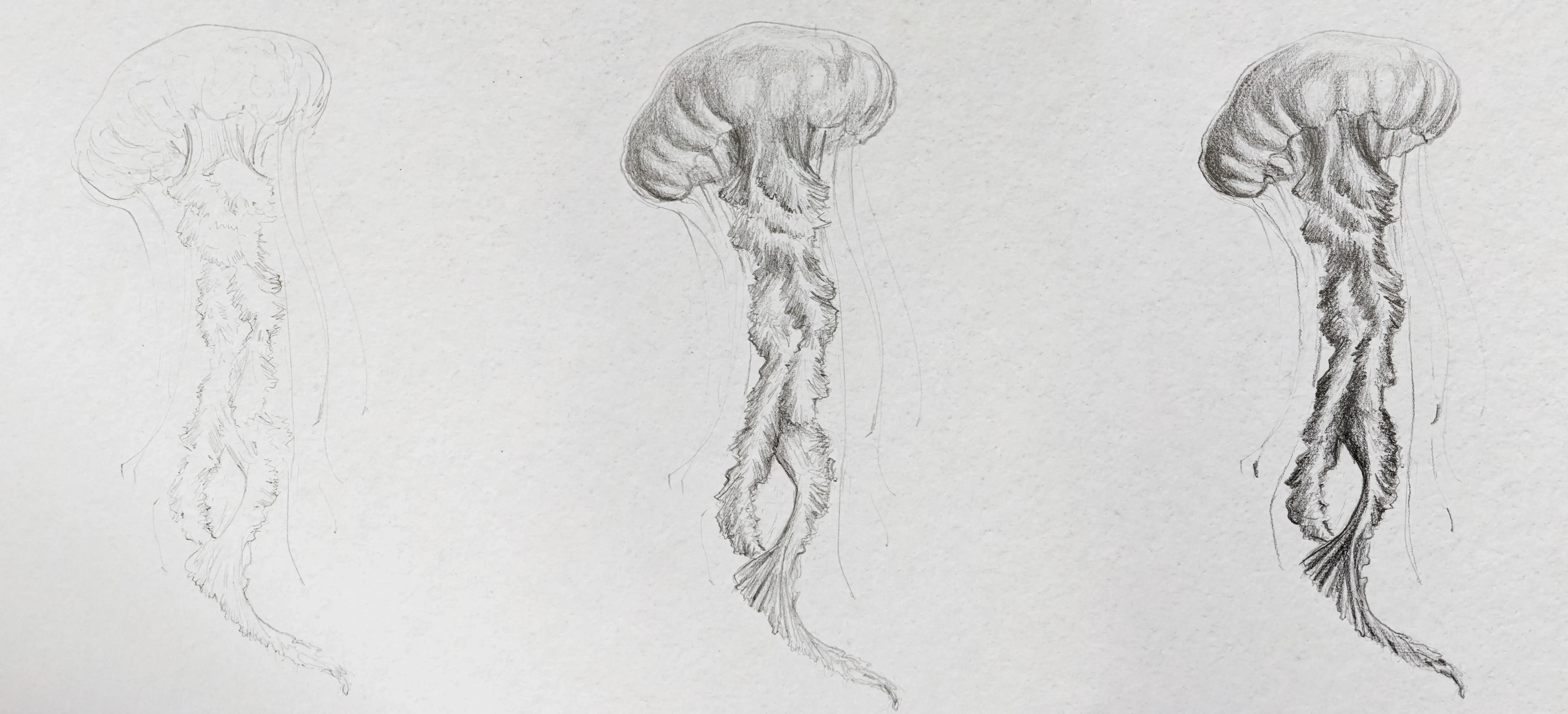 dessiner une méduse par étapes