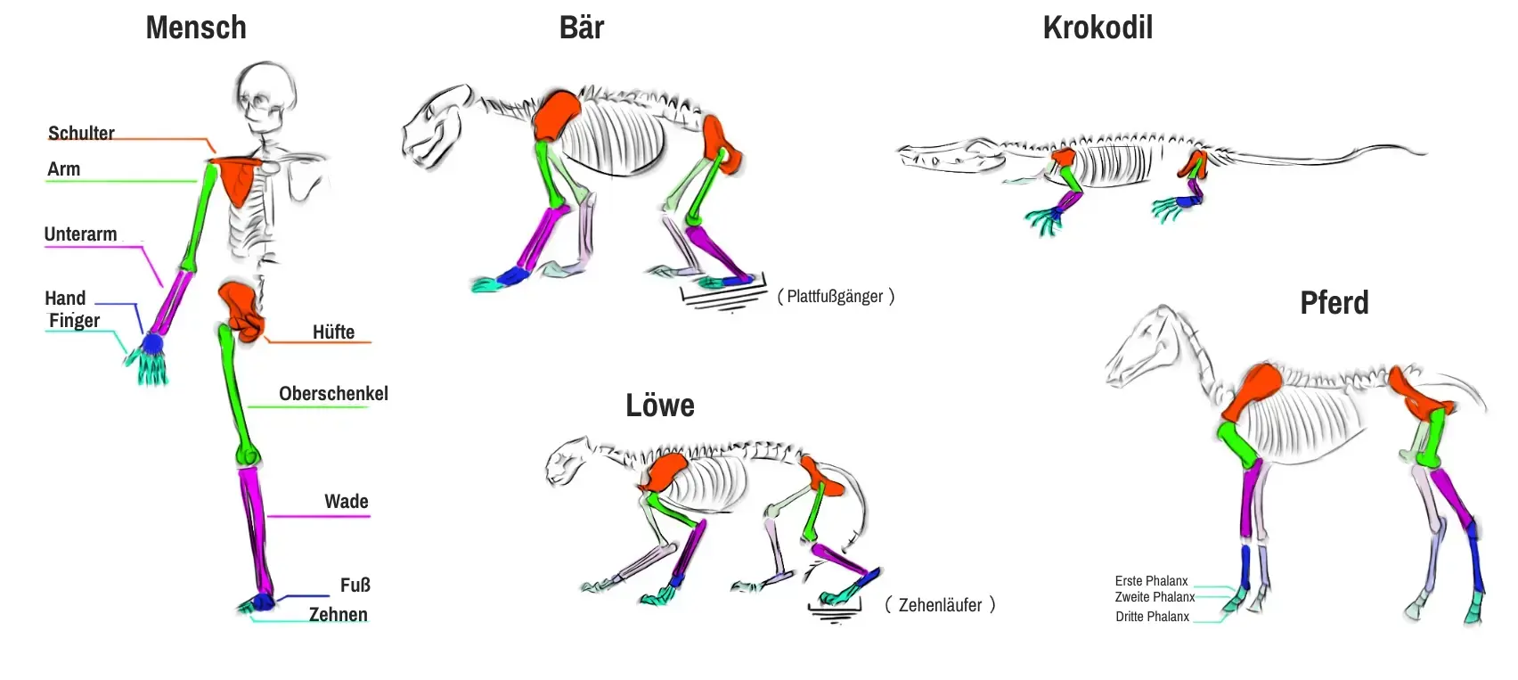 Illustration der Tiergerippe