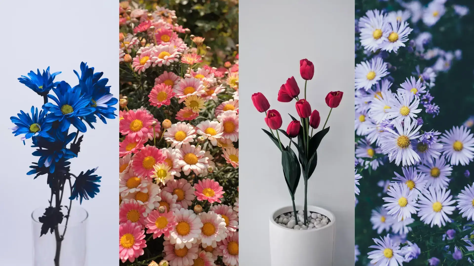 quelques références de fleurs pour peindre à l’aquarelle