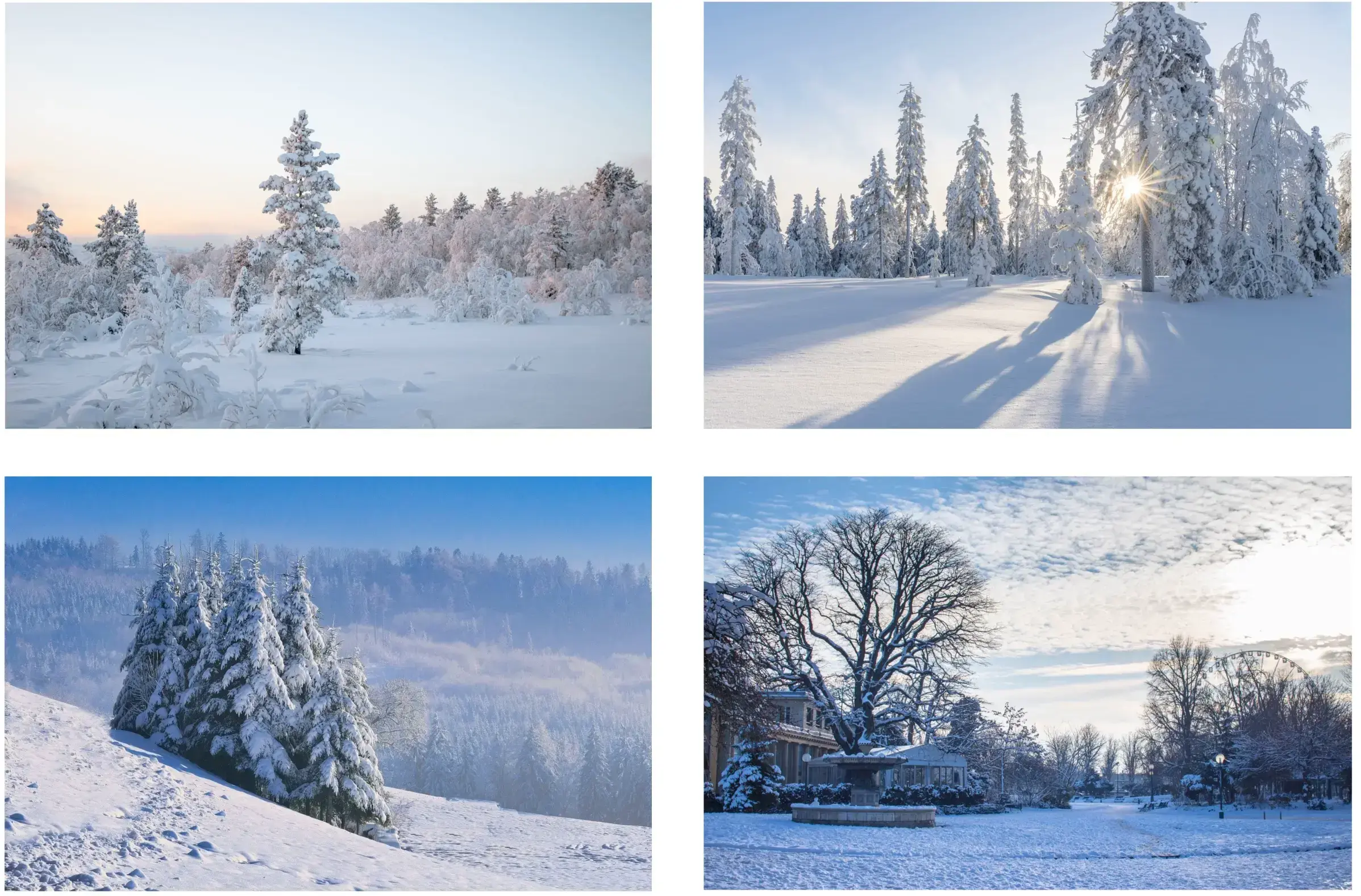 photos d’arbres enneigés