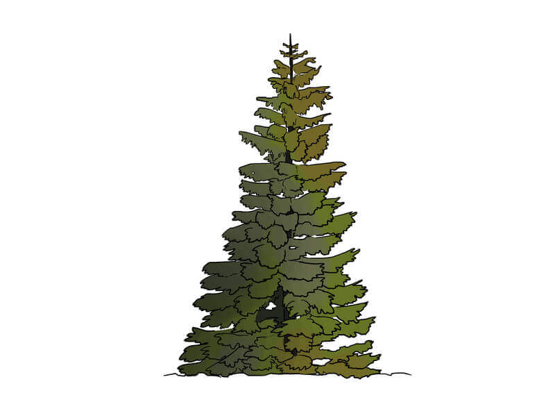 Ajout de couleur au feuillage du sapin