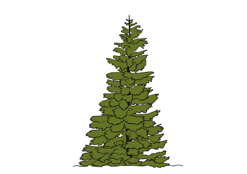 Couleur du feuillage du sapin