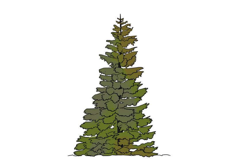 Couleur du feuillage du dessin