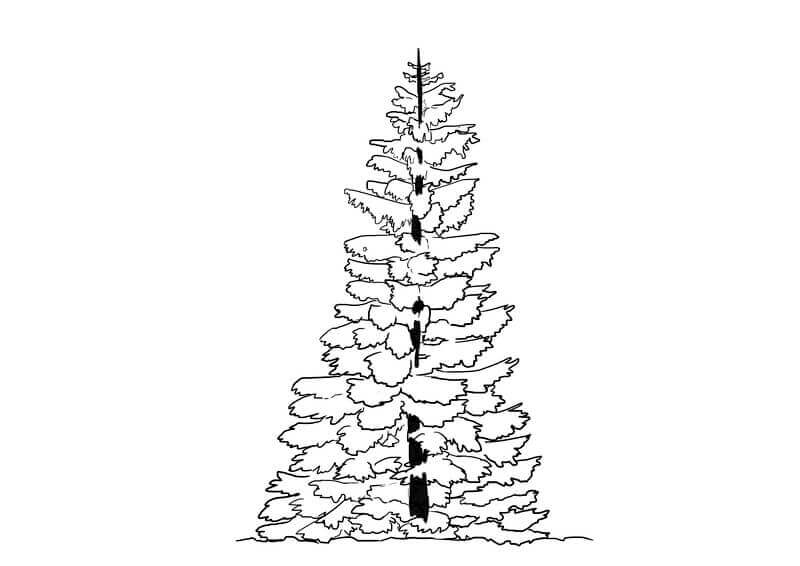 Application de la couleur du tronc du sapin