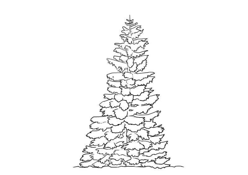 Dessin du sapin au propre