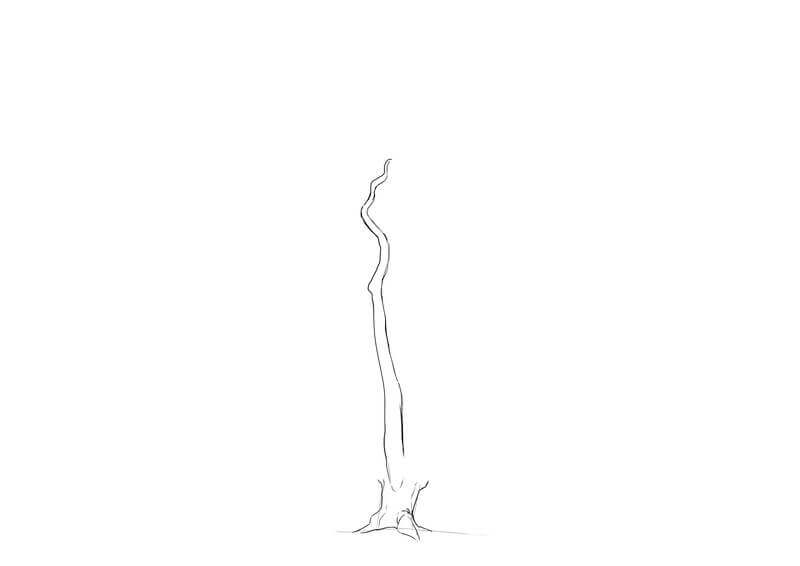 Dessin des branches du chêne