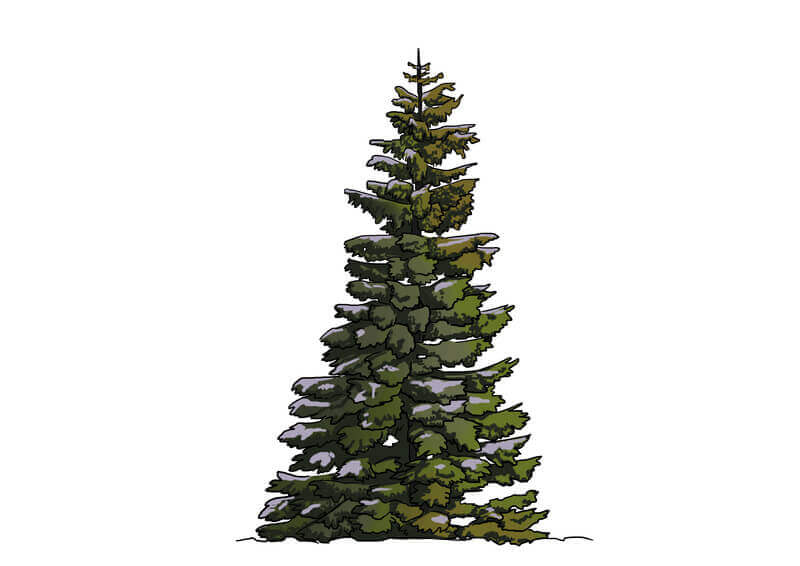 Dessin de la neige sur le sapin