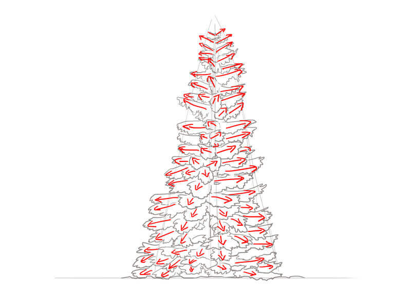 Structure des branches du sapin