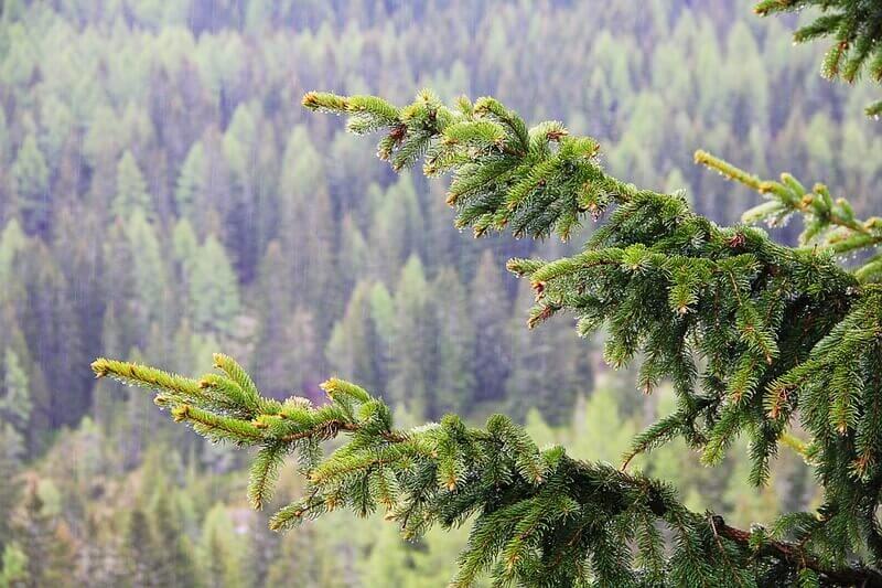 Structure du feuillage du sapin