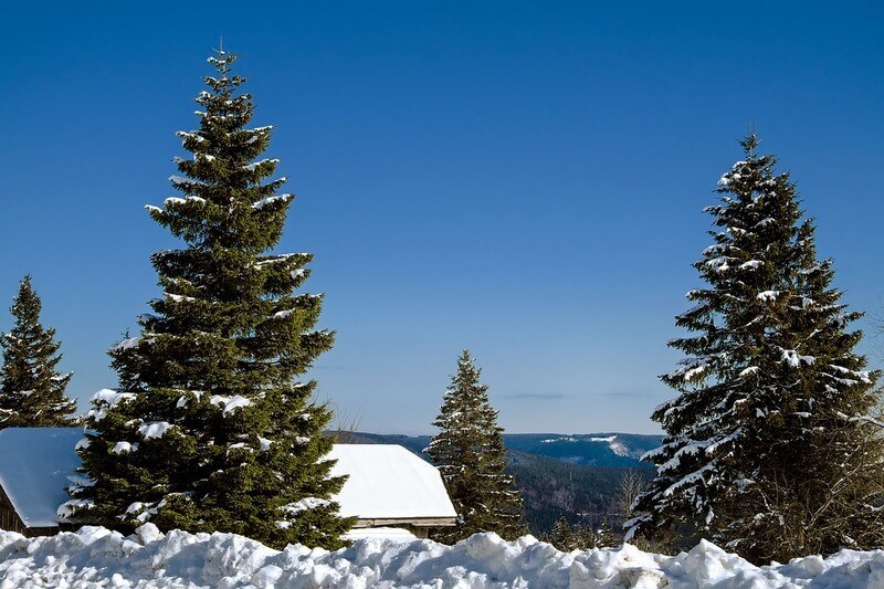 Photo de sapin