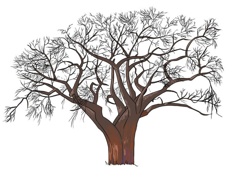 Lumière du dessin de baobab