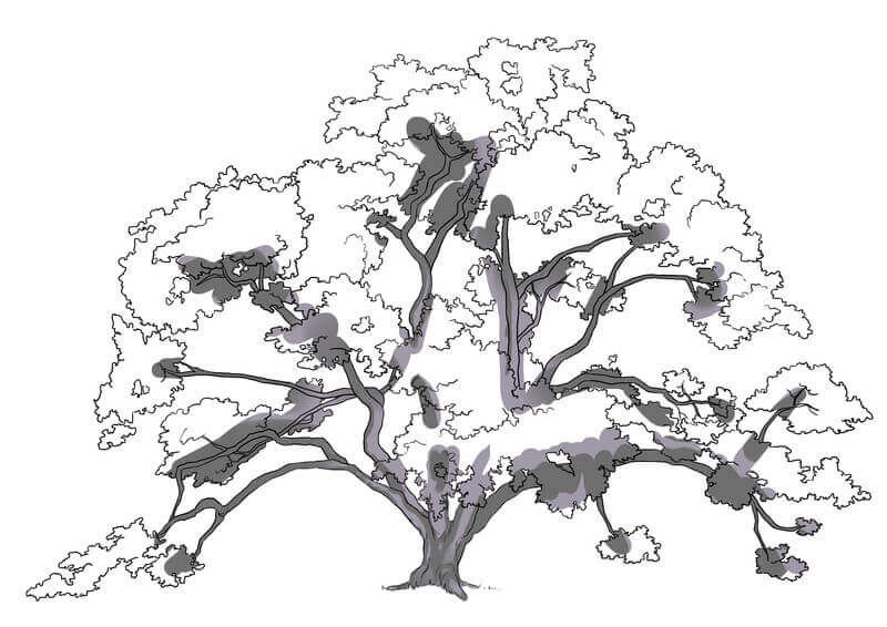 Ombrage des branches du chêne