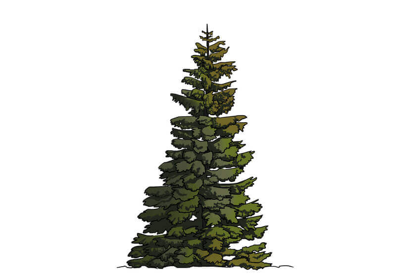 Ombrages du sapin