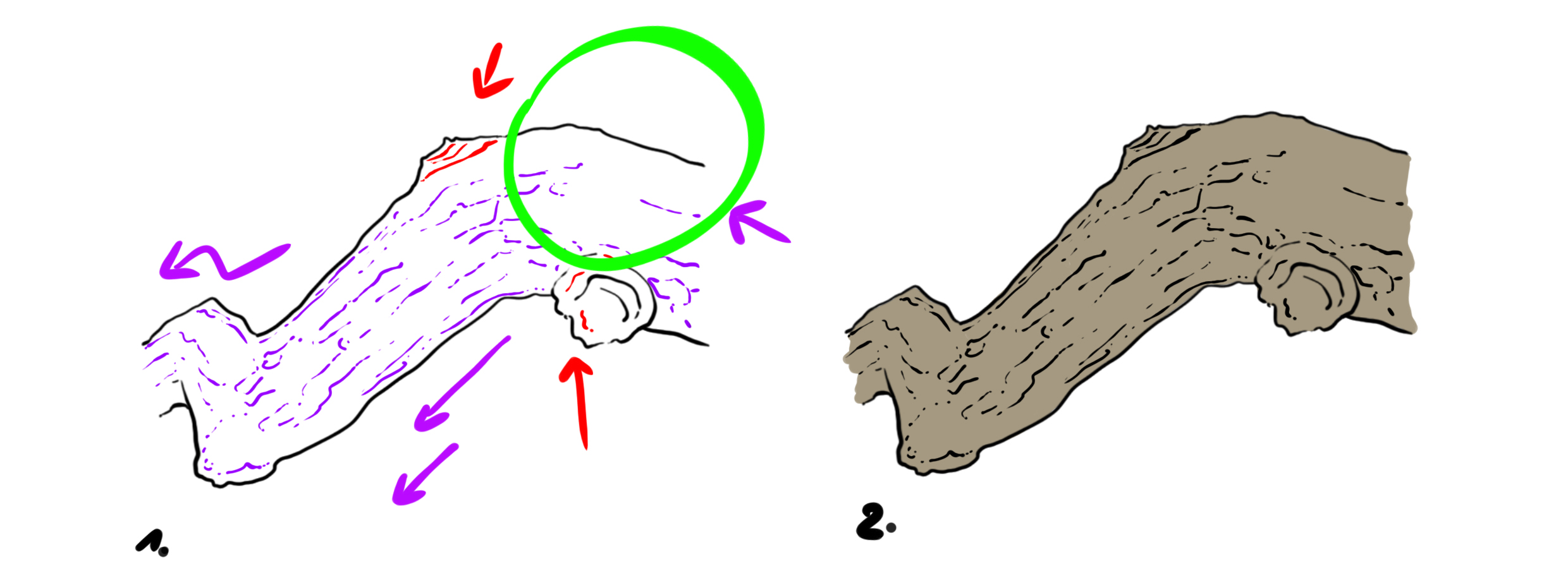 drawing of a branch in color 1