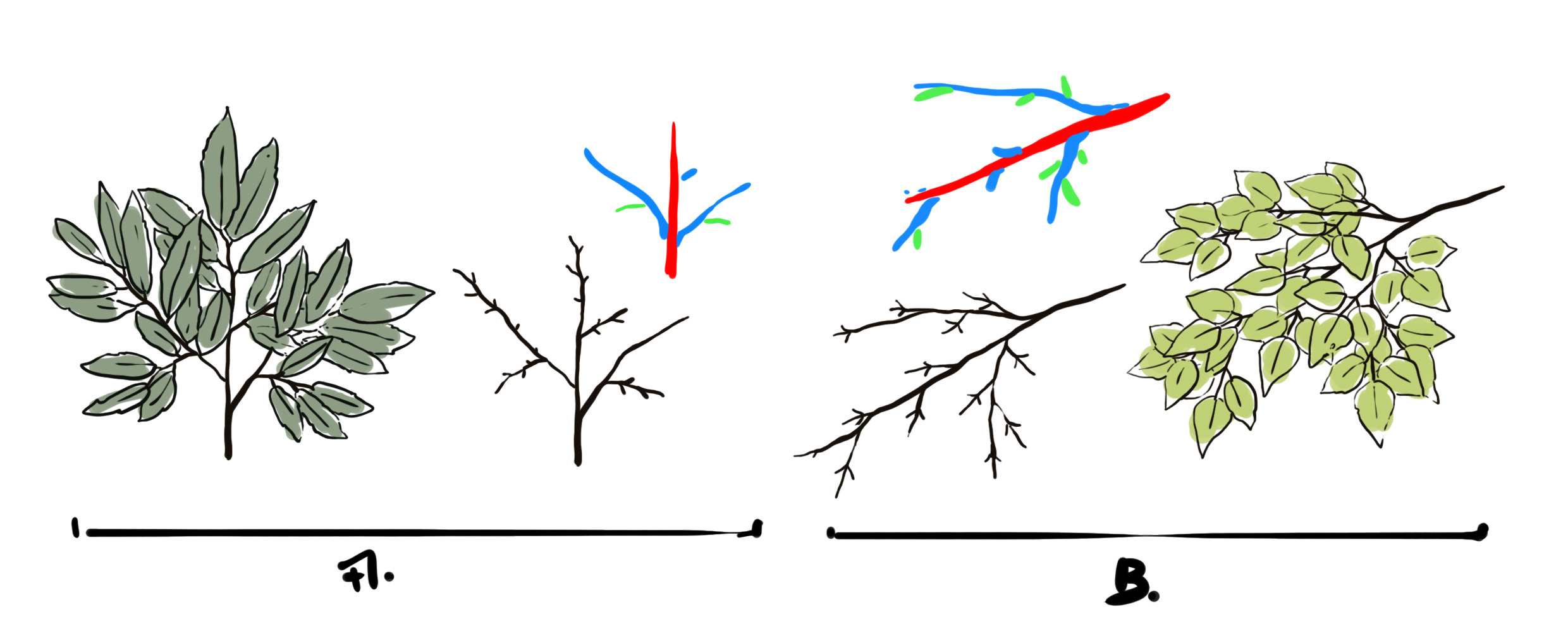 drawing of the leaves of the branches