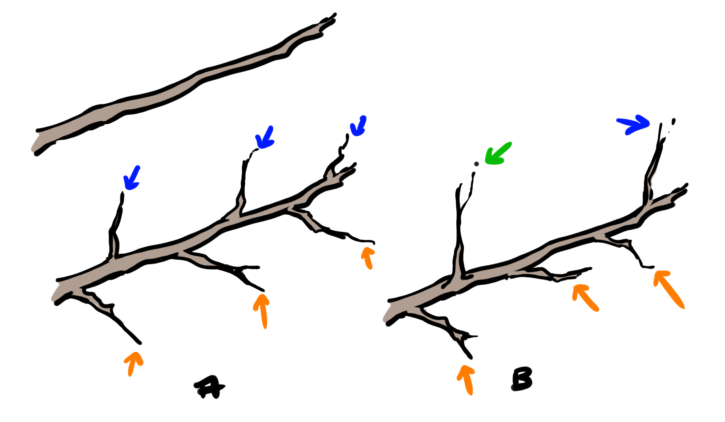 drawing of the structure of branch ramifications 2