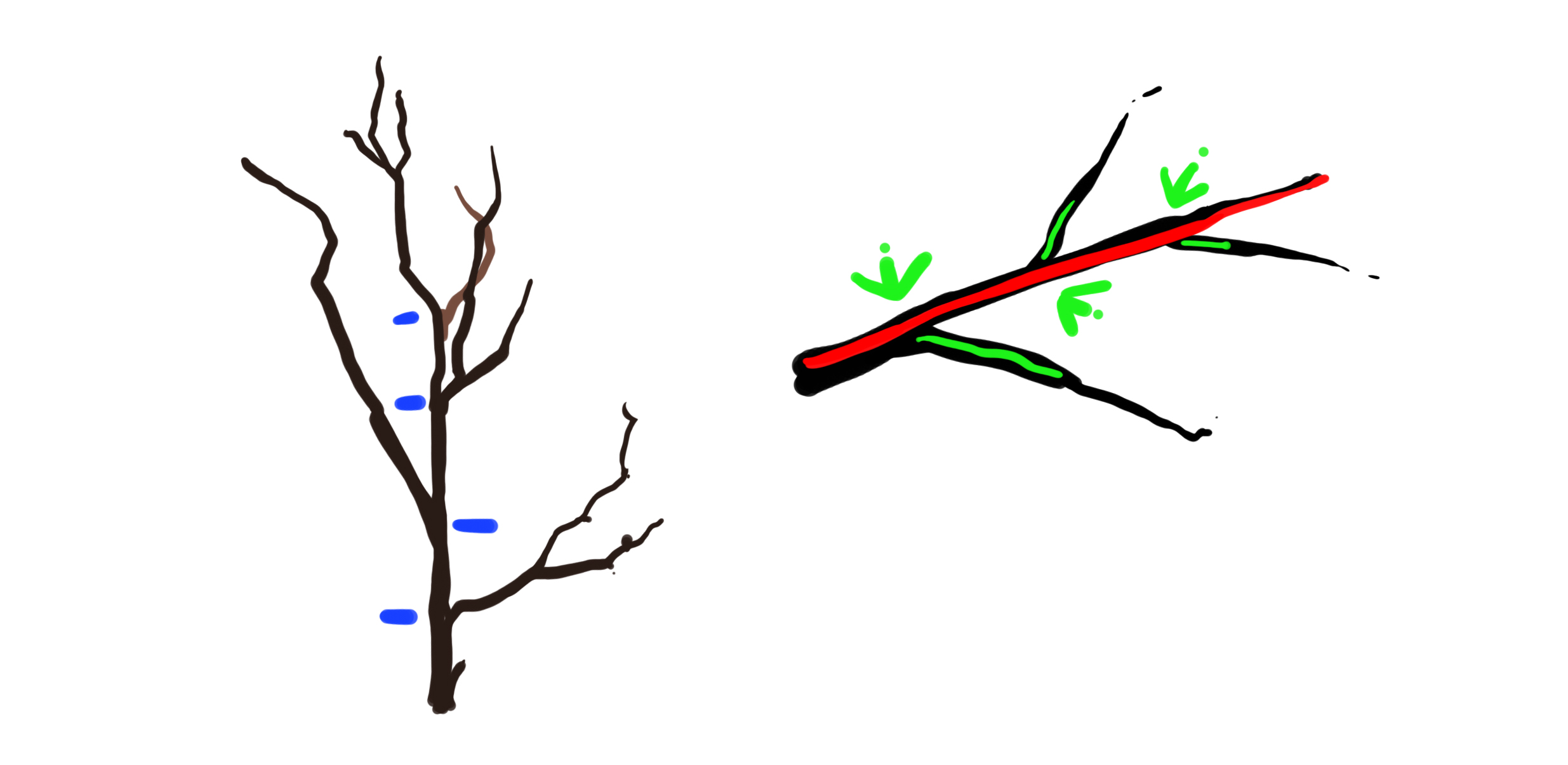 drawing of the structure of the branches' ramifications