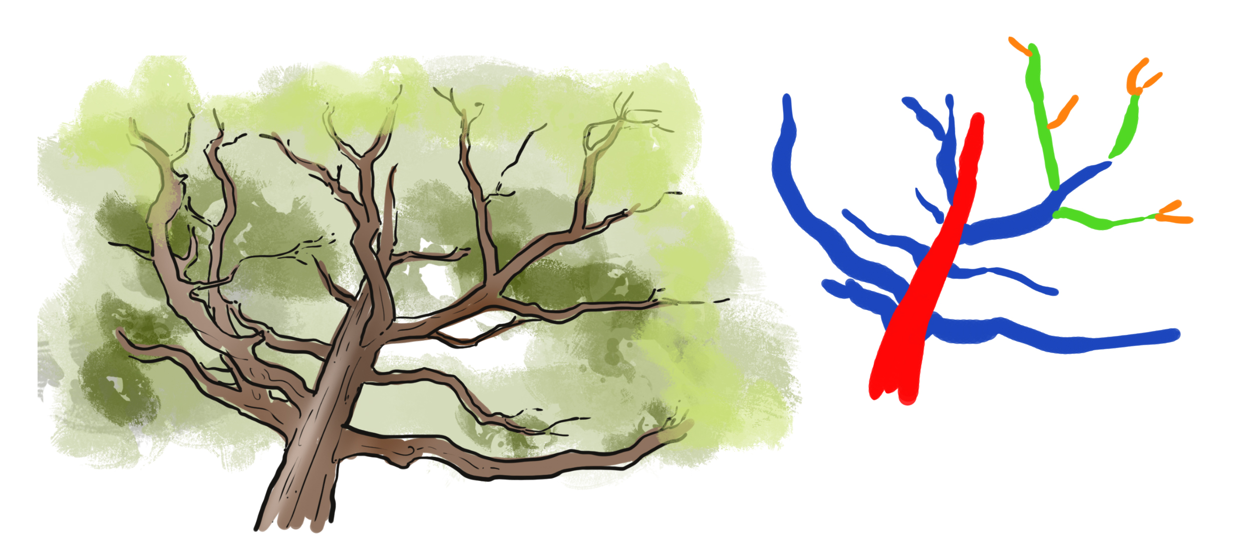 drawing of the ramifications, the trunk and branches