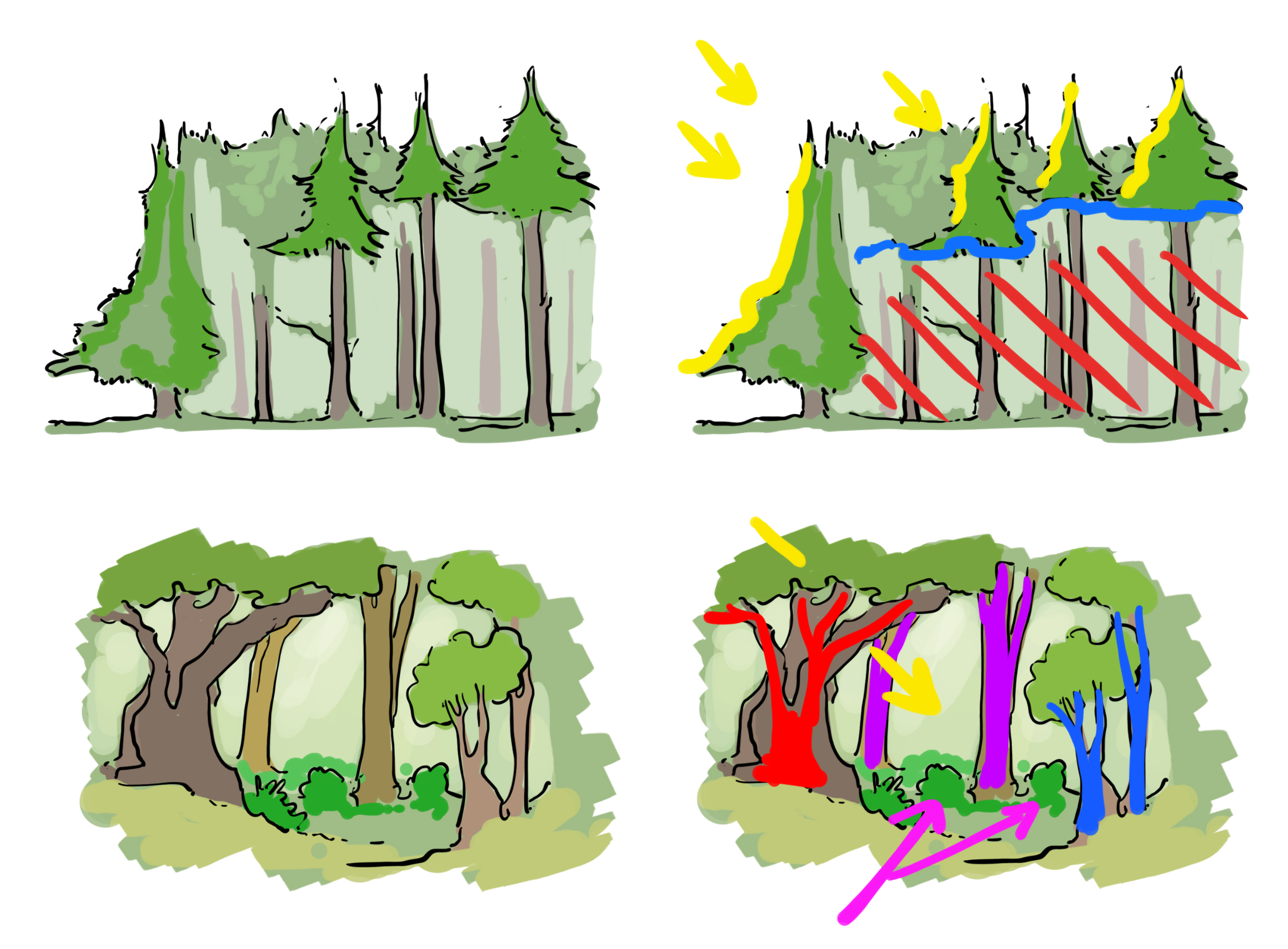 illustration to understand light on trees
