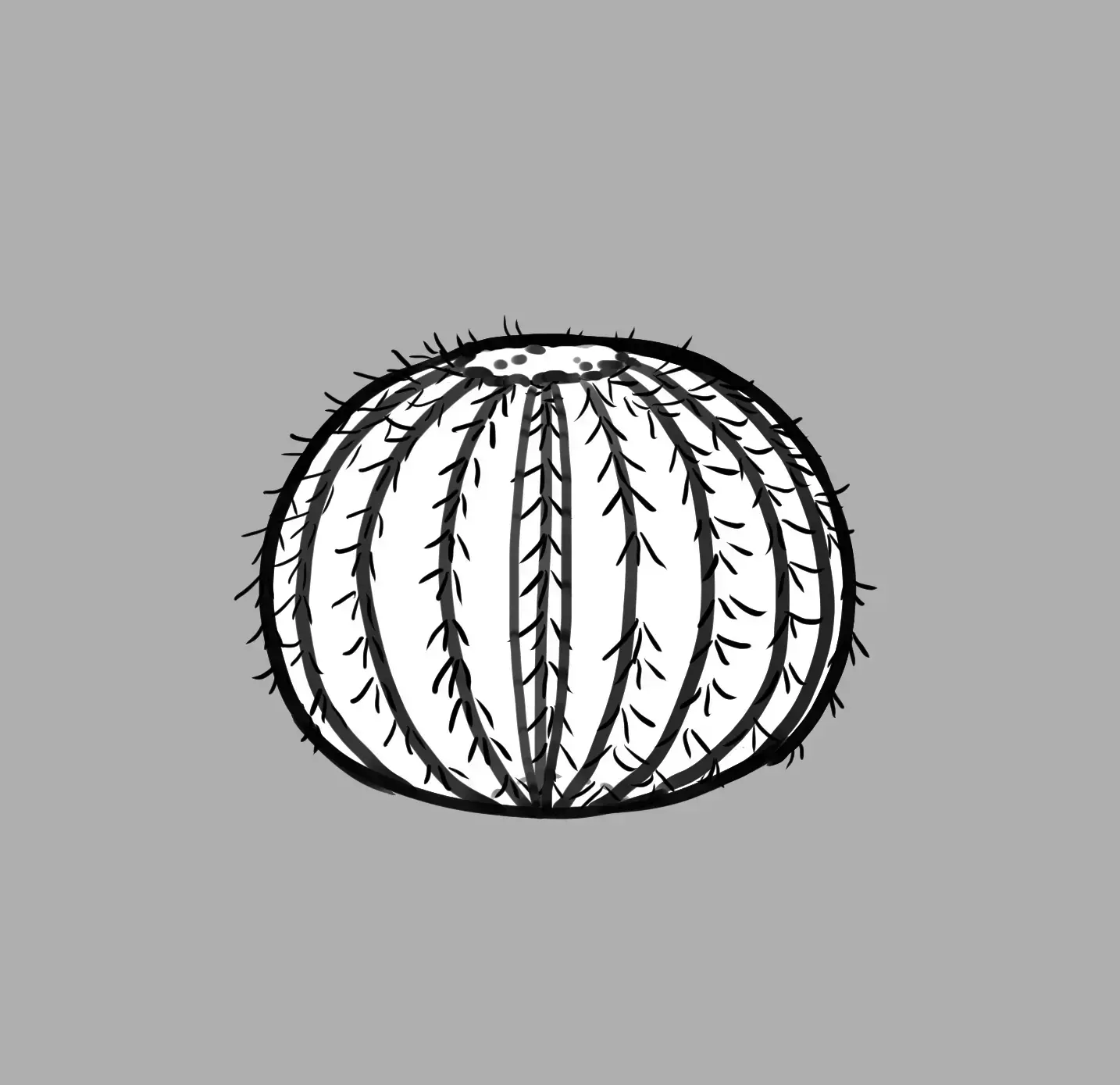 final drawing of a rounded cactus