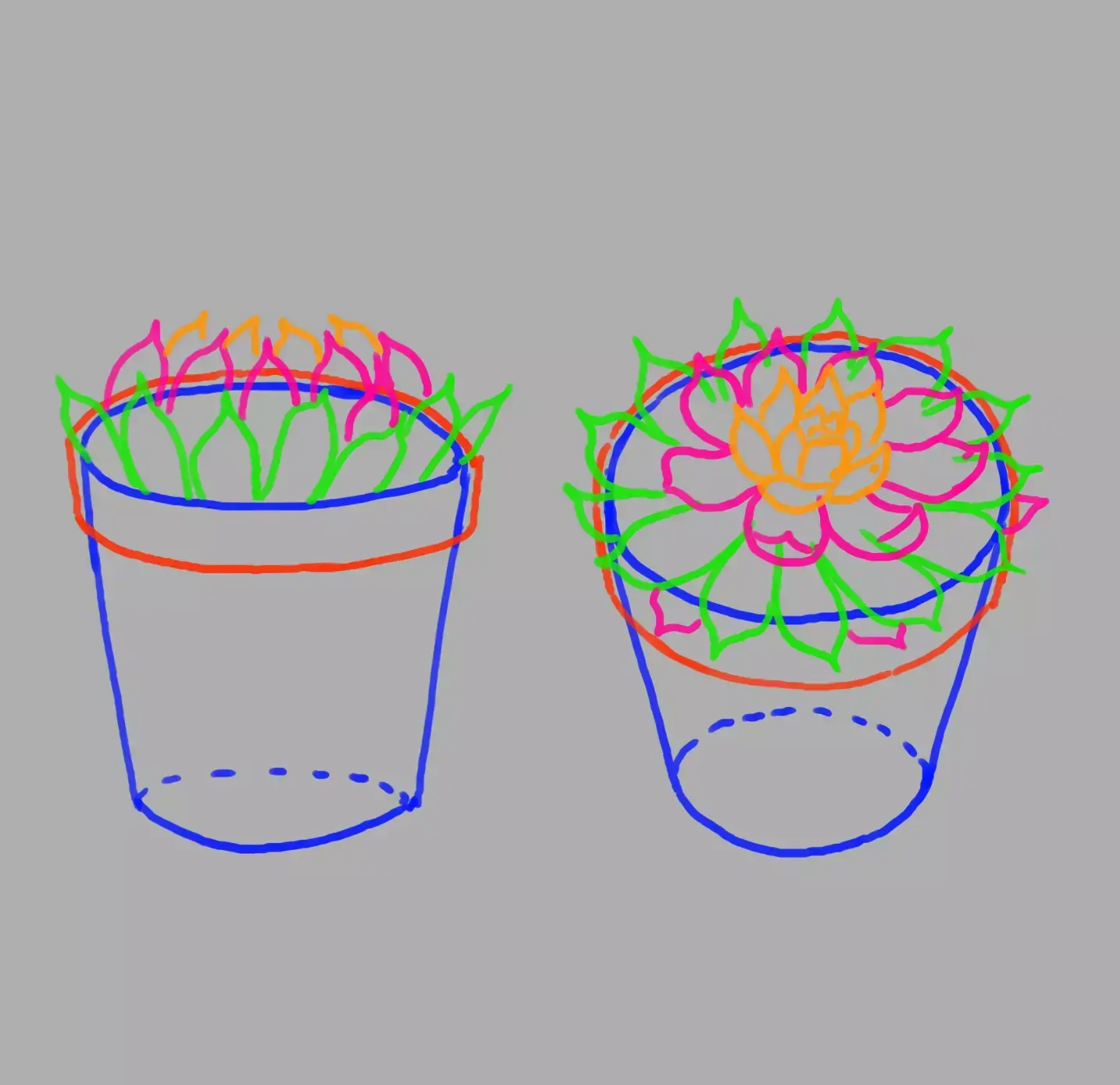 drawing of the details of the echeveria plant