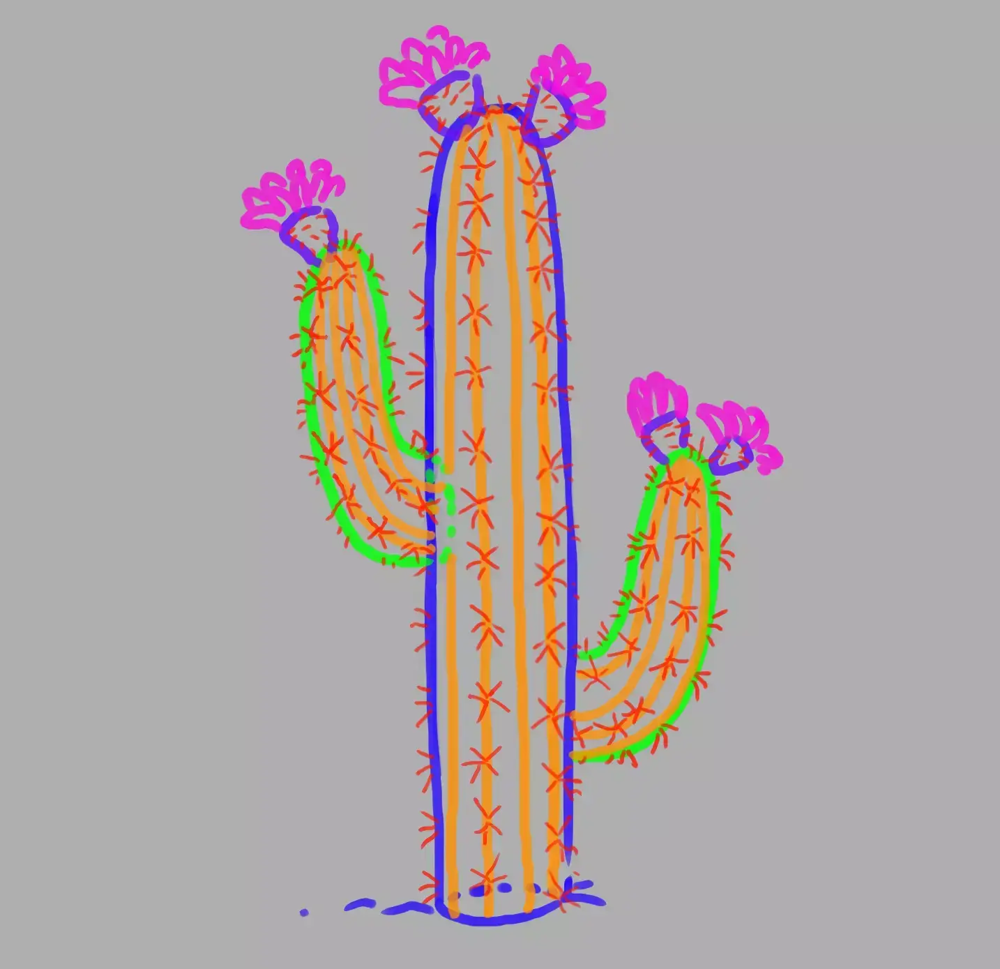 drawing of the spines of the large cactus