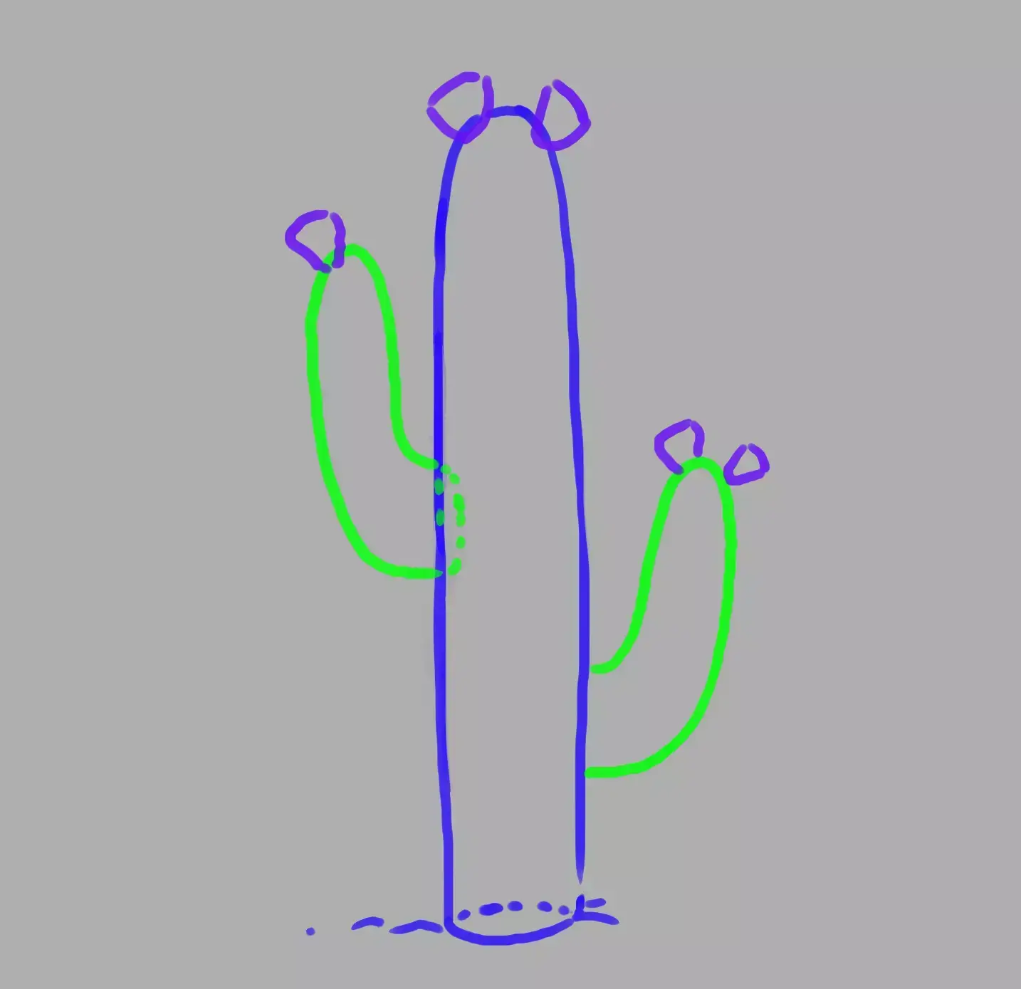 drawing of the cactus' flowers