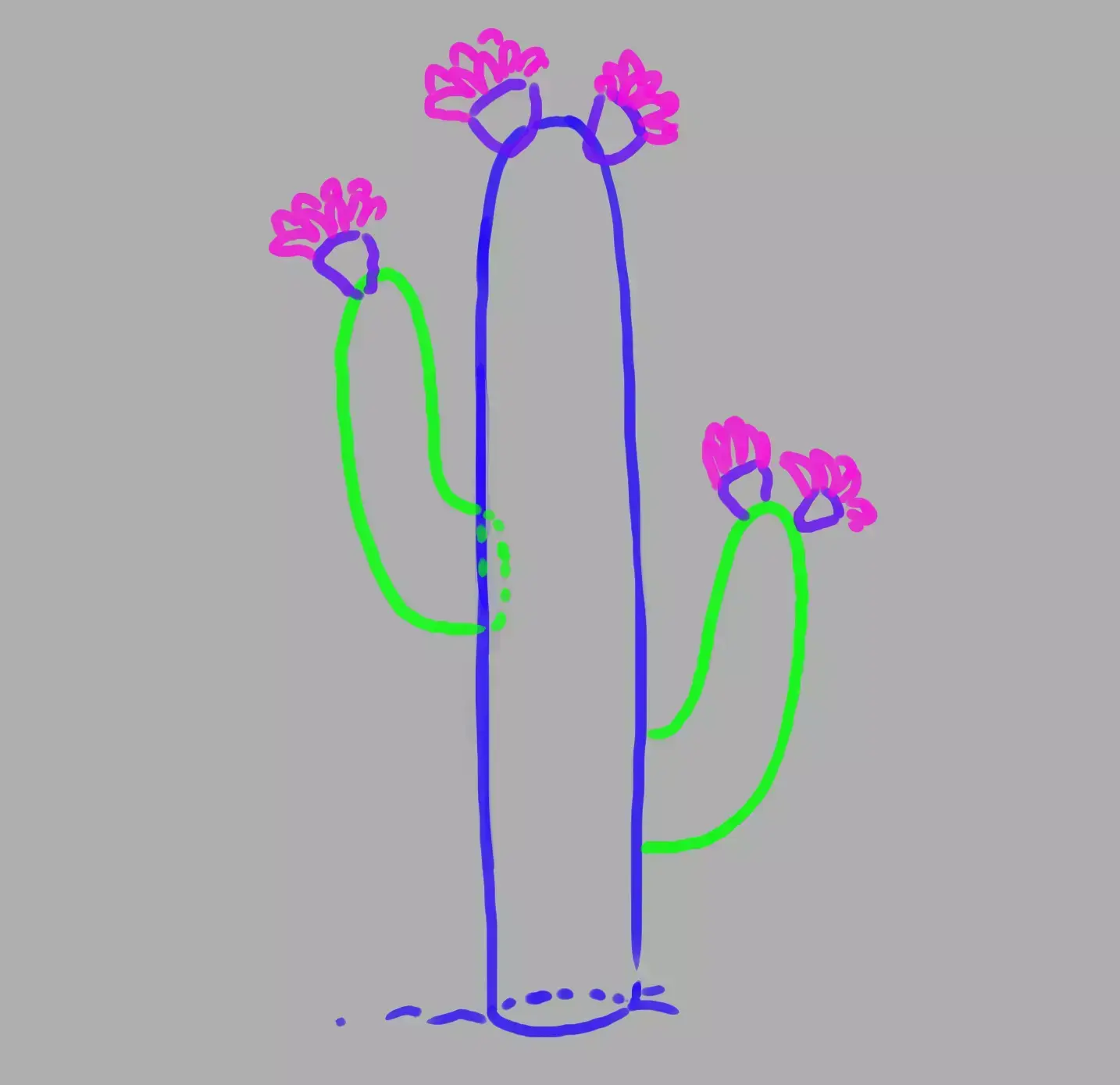 drawing of the petals on the cactus' flowers