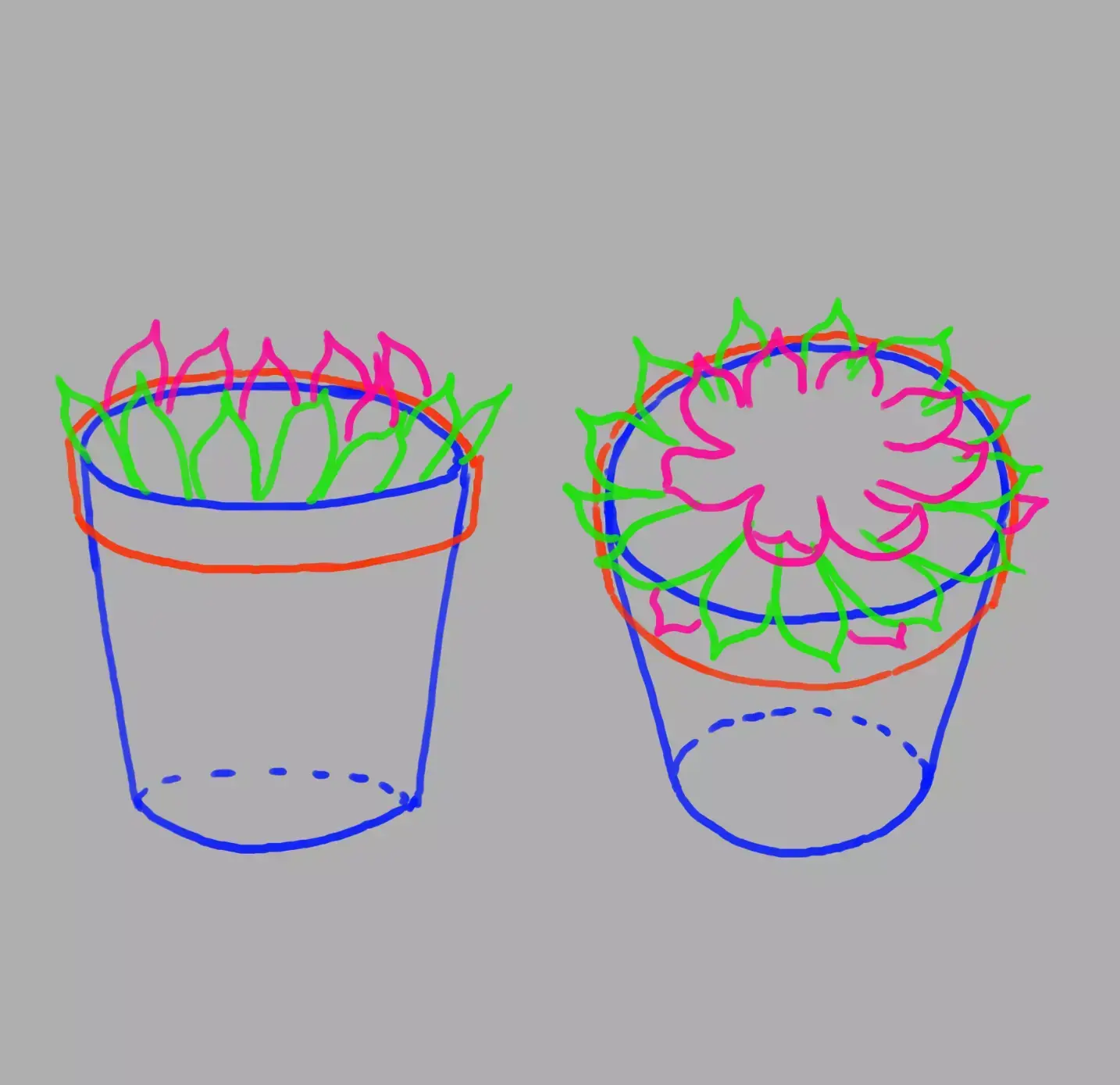 detailing the leaves of the echeveria plant 