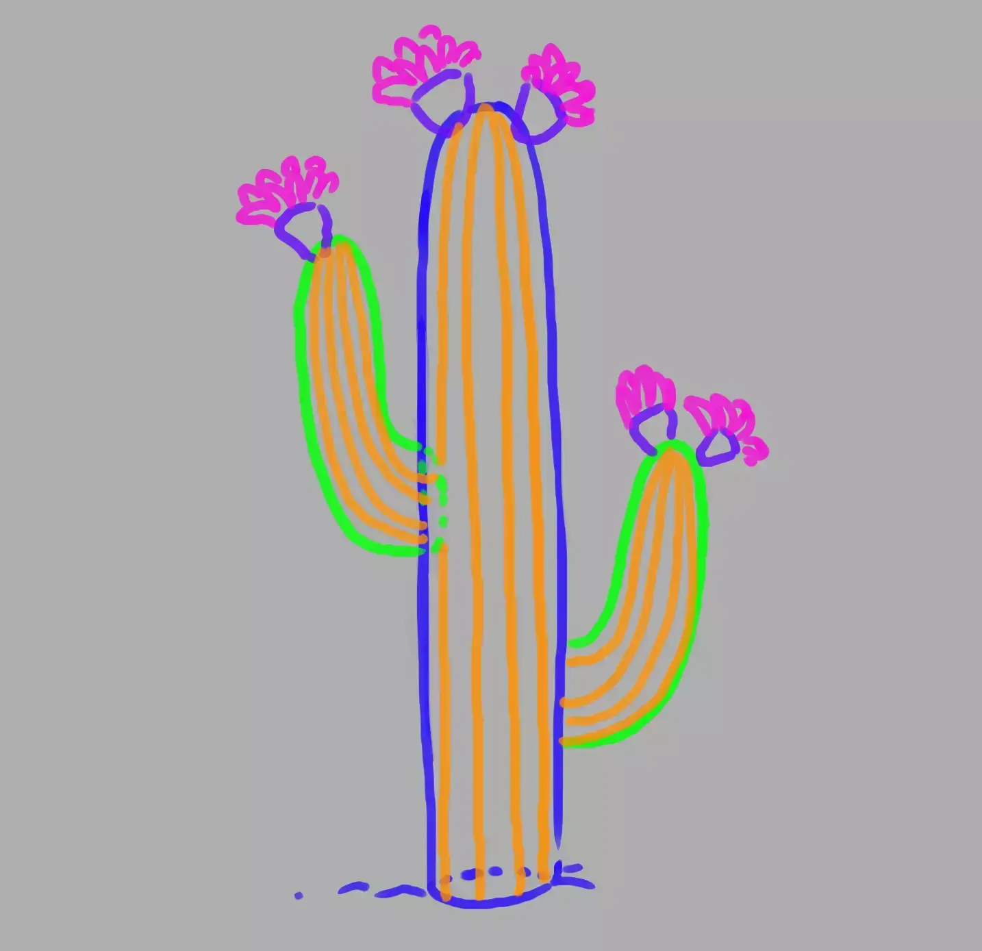 drawing of the cactus stripes