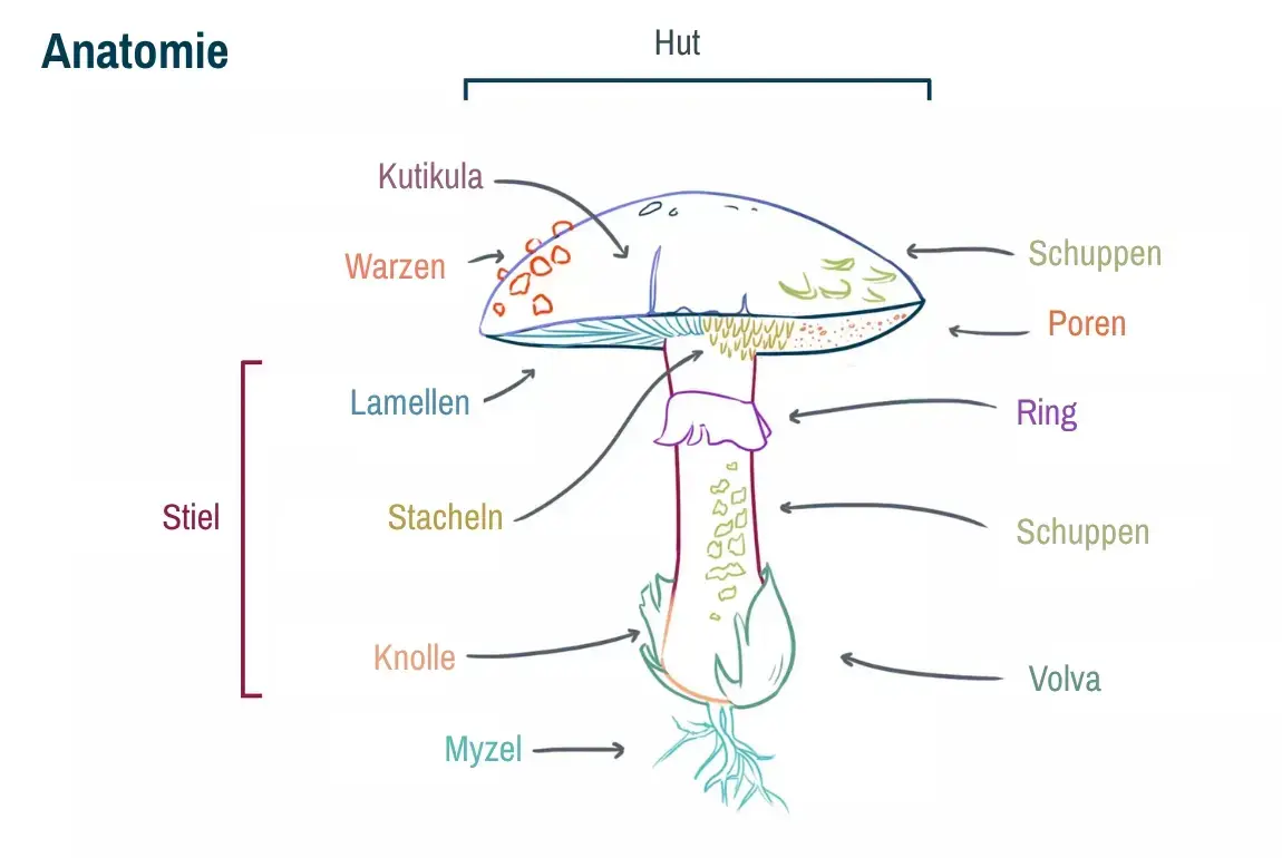 Bild der Struktur eines Pilzes