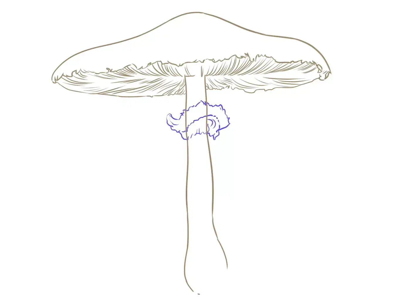 dessin de l’anneau d’un champignon