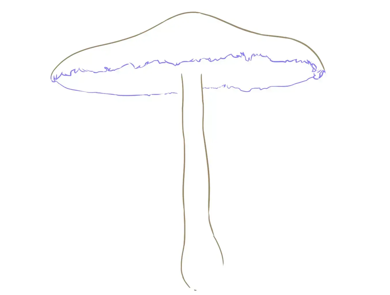 dessin du bas du chapeau d’un champignon