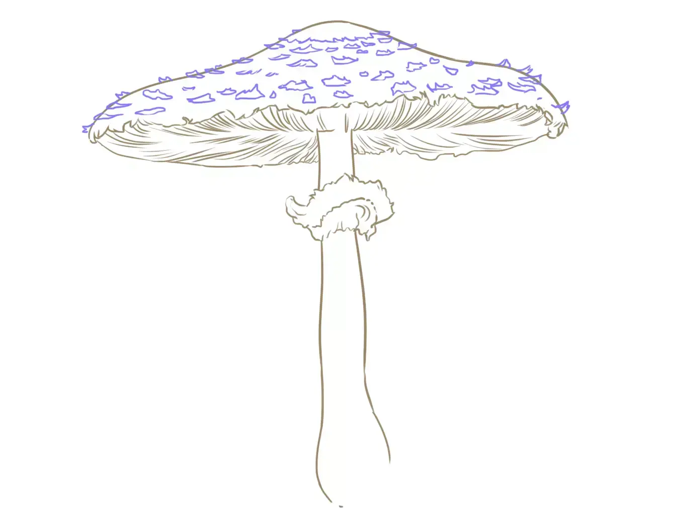 dessin des écailles d’un champignon