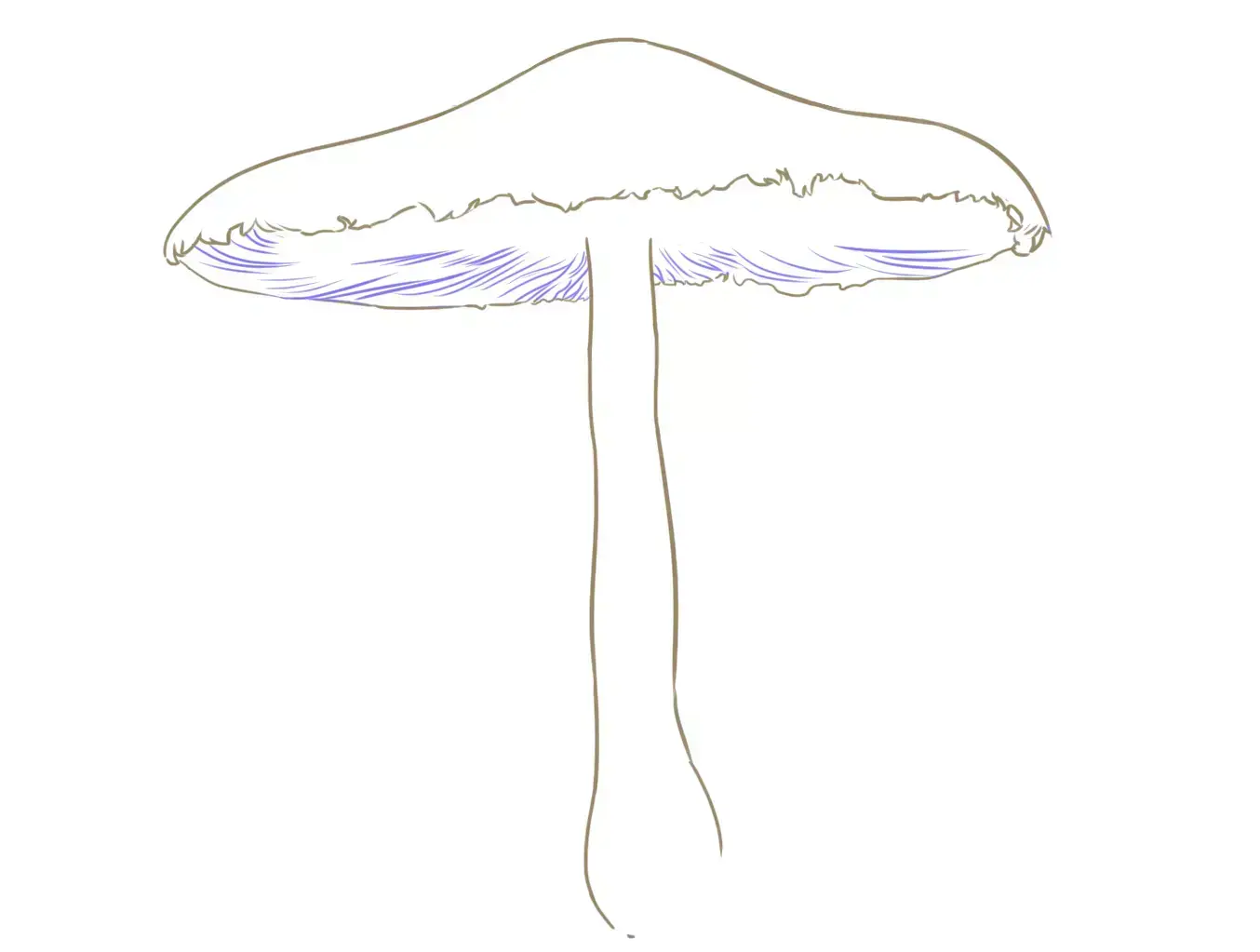 dessin des lames d’un champignon