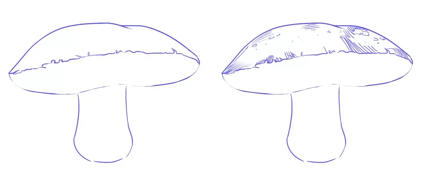 dessin du pied d’un bolet