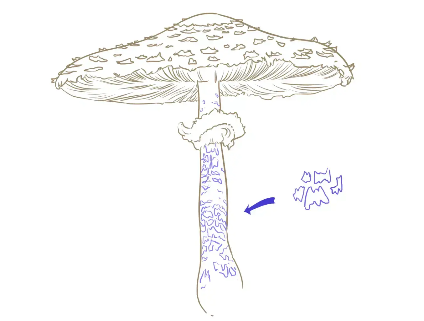 dessin de la suite des écailles d’un champignon