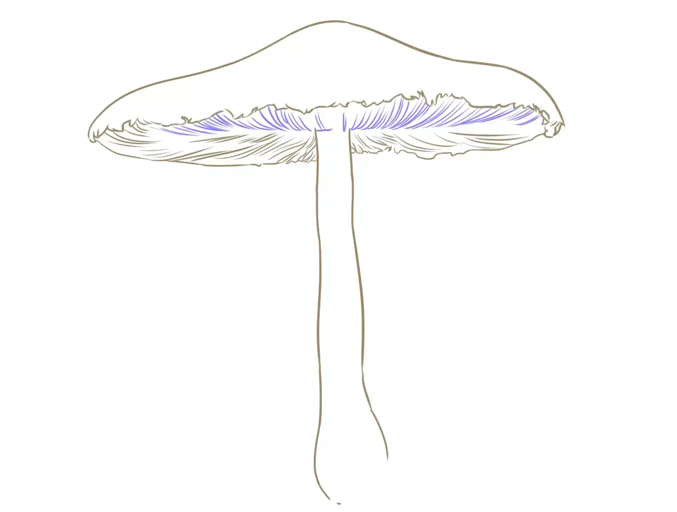 dessin de la suite des lames d’un champignon