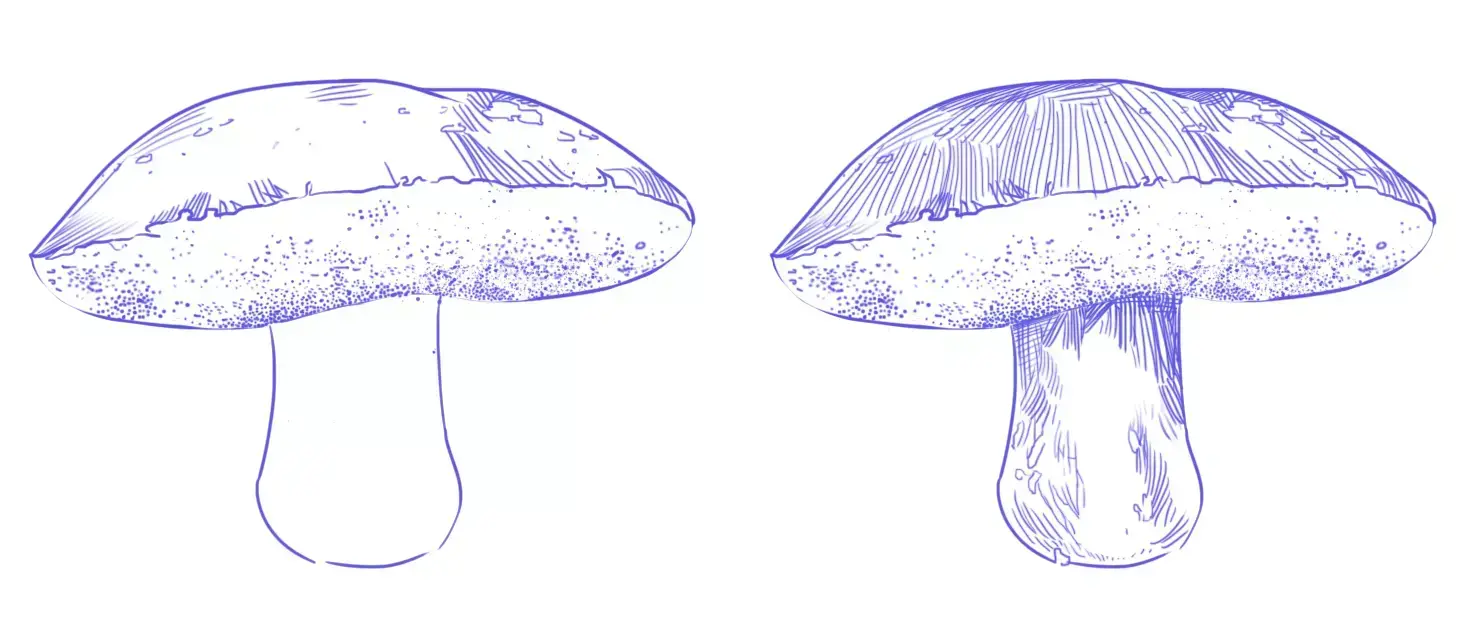 dessin de la texture d’un bolet
