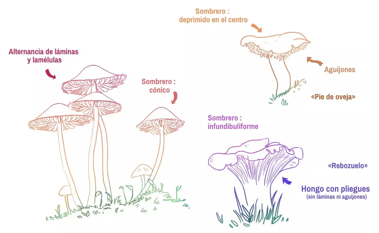 Aprende a dibujar hongos fácilmente: Guía Para Principiantes