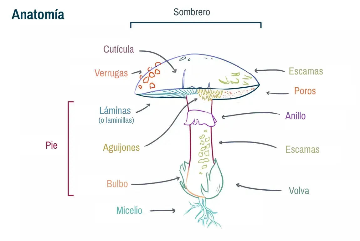 imagen de la estructura de un hongo