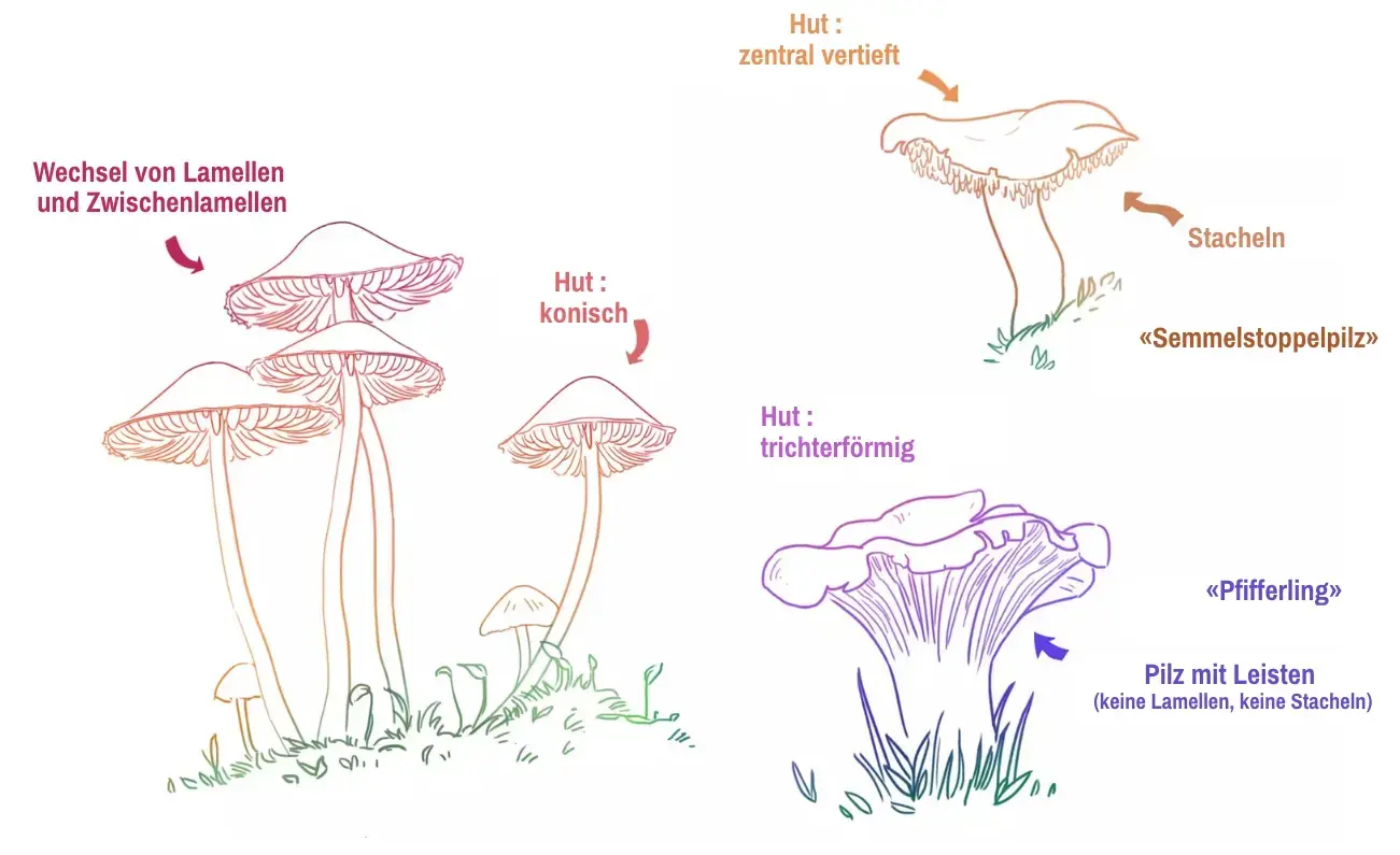 Pilze zeichnen lernen: Eine kreative Reise durch das Reich der Fungi