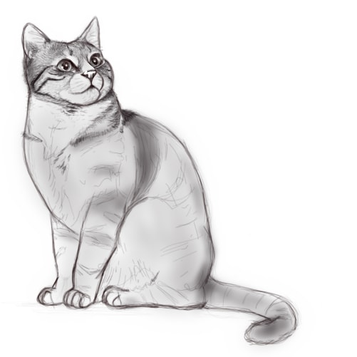 ¿Cómo dibujar un gato?