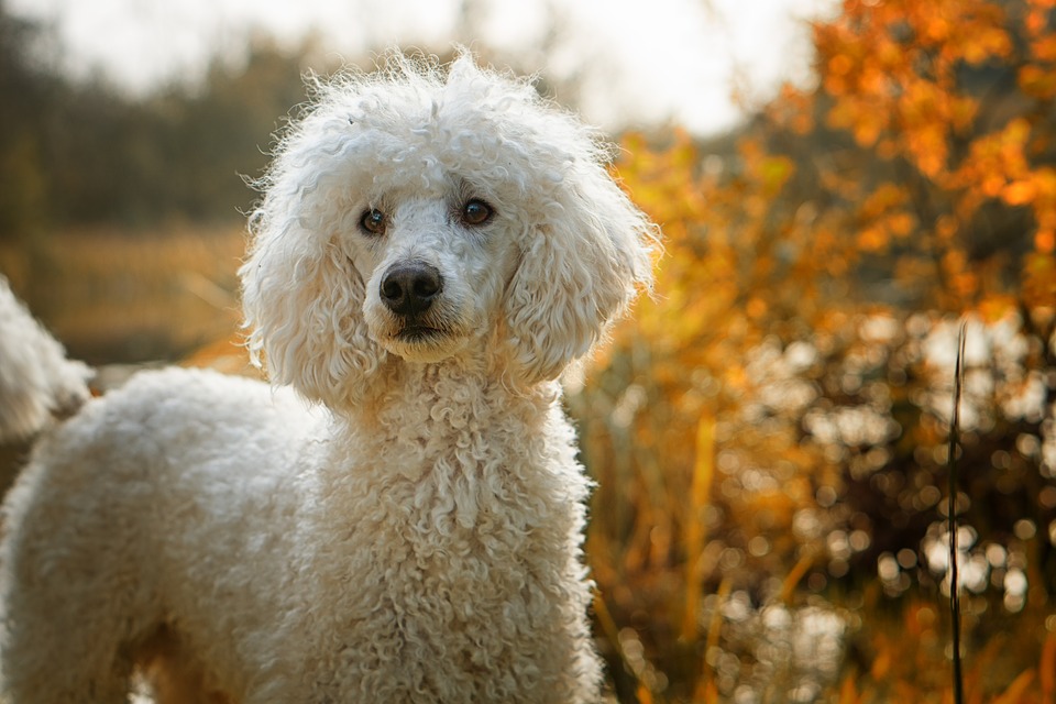 Photo du caniche