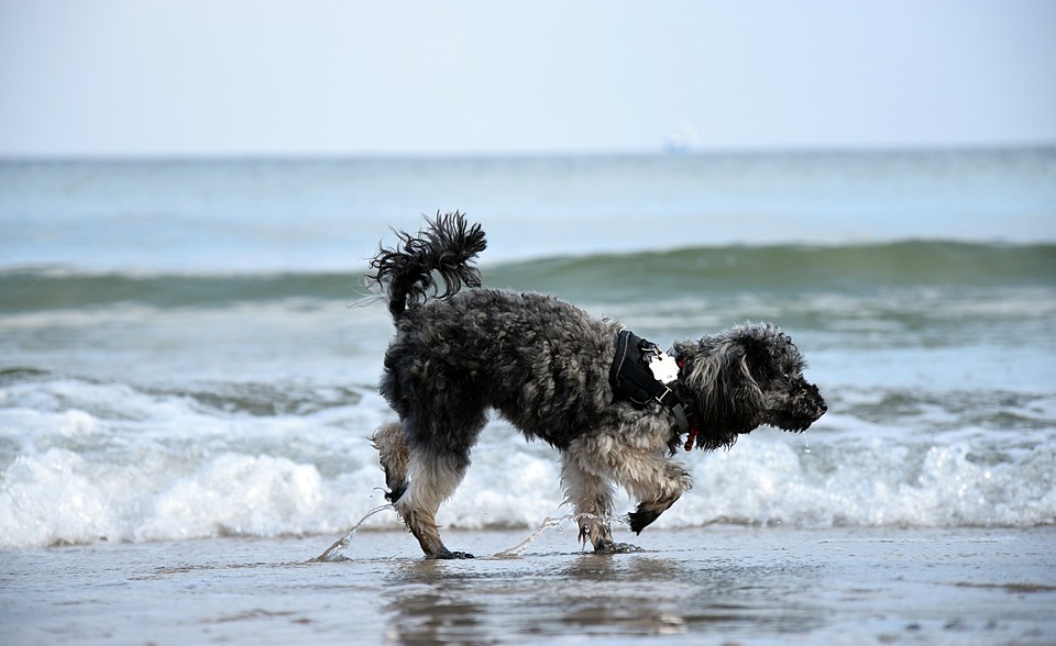 Référence pour le dessin de caniche