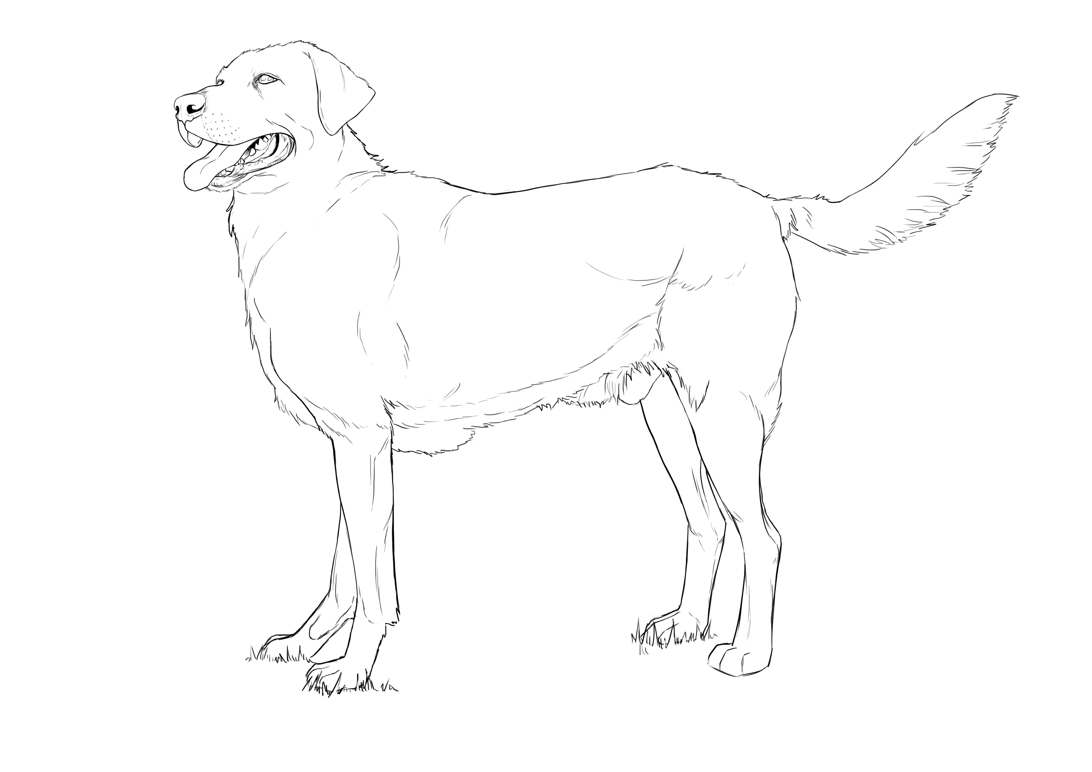 Dessin de labrador final